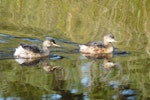 Australasian little grebe | Tokitokipio. Juveniles. Centennial Park, Sydney, June 2009. Image © Alan Tennyson by Alan Tennyson.