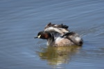 Australasian little grebe | Tokitokipio. Adult with wings raised. The Secret Garden, Gwelup, Western Australia, January 2017. Image © Marie-Louise Myburgh by Marie-Louise Myburgh.