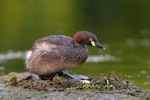 Australasian little grebe | Tokitokipio. Adult on nest about to settle over egg. Hervey Bay, Queensland, Australia, September 2010. Image © Tony Whitehead by Tony Whitehead.