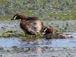 Australasian little grebe | Tokitokipio. Adult pair building floating nest on lake. Tikipunga, Whangarei, October 2019. Image © Scott Brooks (ourspot) by Scott Brooks.