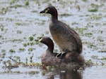 Australasian little grebe | Tokitokipio. Adult pair mating. Tikipunga, Whangarei, October 2019. Image © Scott Brooks (ourspot) by Scott Brooks.