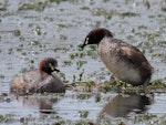 Australasian little grebe | Tokitokipio. Adult pair building floating nest on lake. Tikipunga, Whangarei, October 2019. Image © Scott Brooks (ourspot) by Scott Brooks.