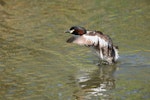 Australasian little grebe | Tokitokipio. Adult taking flight. The Secret Garden, Gwelup, Western Australia, January 2017. Image © Marie-Louise Myburgh by Marie-Louise Myburgh.