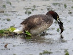 Australasian little grebe | Tokitokipio. Female on floating nest with fresh egg. It had just laid an egg and was straight back to nest building. Tikipunga, Whangarei, October 2019. Image © Scott Brooks (ourspot) by Scott Brooks.