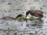 Australasian little grebe | Tokitokipio. Adult pair on floating nest with fresh egg. Female turning egg. Tikipunga, Whangarei, October 2019. Image © Scott Brooks (ourspot) by Scott Brooks.