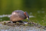 Australasian little grebe | Tokitokipio. Adult returning to nest and removing vegetation covering egg. Hervey Bay, Queensland, Australia, September 2010. Image © Tony Whitehead by Tony Whitehead.