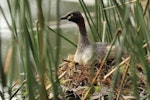 Australasian little grebe | Tokitokipio. Adult on nest. Mandurah, Western Australia, September 2013. Image © Roger Smith by Roger Smith.