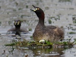 Australasian little grebe | Tokitokipio. Adult calling just after laying egg on floating nest. Tikipunga, Whangarei, October 2019. Image © Scott Brooks (ourspot) by Scott Brooks.