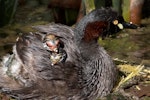 Australasian little grebe | Tokitokipio. Adult carrying young chicks, showing variation in chick facial colours. Perth, Western Australia, December 2019. Image © Marie-Louise Myburgh by Marie-Louise Myburgh.