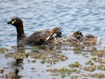 Australasian little grebe | Tokitokipio. Adult with two chicks. Tikipunga, November 2019. Image © Scott Brooks (ourspot) by Scott Brooks.