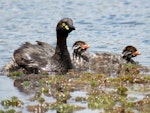 Australasian little grebe | Tokitokipio. Adult with two chicks. Tikipunga, November 2019. Image © Scott Brooks (ourspot) by Scott Brooks.