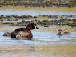 Australasian little grebe | Tokitokipio. Adult with 2 chicks (approx 3 days old). Tikipunga, November 2019. Image © Scott Brooks (ourspot) by Scott Brooks.