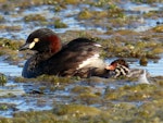 Australasian little grebe | Tokitokipio. Adult with chick (approx 3 days old). Tikipunga, November 2019. Image © Scott Brooks (ourspot) by Scott Brooks.