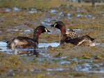 Australasian little grebe | Tokitokipio. Adult pair - one with 2 chicks on it's back (approx 3 days old). Tikipunga, November 2019. Image © Scott Brooks (ourspot) by Scott Brooks.