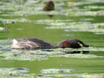 Australasian little grebe | Tokitokipio. Adult in breeding plumage with head lowered. Whangarei Water Treatment Plant, February 2017. Image © Scott Brooks (ourspot) by Scott Brooks.