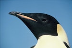 Emperor penguin. Adult. Hop Island, Prydz Bay, Antarctica, February 1990. Image © Colin Miskelly by Colin Miskelly.