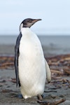 Emperor penguin. Immature. Peka Peka Beach, Kapiti coast, June 2011. Image © Neil Fitzgerald by Neil Fitzgerald.