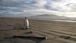 Emperor penguin. Immature. Peka Peka Beach, Kapiti coast, June 2011. Image © Richard Gill by Richard Gill.