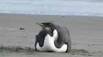 Emperor penguin. Immature. Peka Peka Beach, Kapiti coast, June 2011. Image © Richard Gill by Richard Gill.