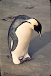 Emperor penguin. Adult (first New Zealand record). Oreti Beach, Southland, April 1967. Image © Graham Barwell by Charles Barwell.