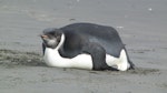 Emperor penguin. Immature. Peka Peka Beach, Kapiti coast, June 2011. Image © Richard Gill by Richard Gill.