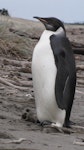 Emperor penguin. Immature. Peka Peka Beach, Kapiti coast, June 2011. Image © Richard Gill by Richard Gill.