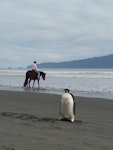 Emperor penguin. Immature. Peka Peka Beach, Kapiti coast, June 2011. Image © Alan Tennyson by Alan Tennyson.