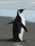 Emperor penguin. Immature. Peka Peka Beach, Kapiti coast, June 2011. Image © Alan Tennyson by Alan Tennyson.