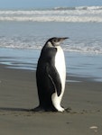 Emperor penguin. Immature. Peka Peka Beach, Kapiti coast, June 2011. Image © Alan Tennyson by Alan Tennyson.