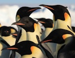 Emperor penguin. Adults. Haswell archipelago, near Mirny Station, Antarctica, September 2012. Image © Sergey Golubev by Sergey Golubev.