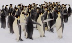 Emperor penguin. Adults. Haswell archipelago, near Mirny Station, Antarctica, October 2012. Image © Sergey Golubev by Sergey Golubev.