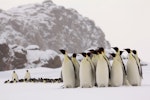 Emperor penguin. Adults. Haswell archipelago, near Mirny Station, Antarctica, October 2012. Image © Sergey Golubev by Sergey Golubev.