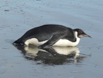 Emperor penguin. Immature. Peka Peka Beach, Kapiti coast, June 2011. Image © Alan Tennyson by Alan Tennyson.