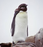 Emperor penguin. Moulting one-year-old. Hop Island, February 1990. Image © Colin Miskelly by Colin Miskelly.