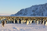 Emperor penguin. Adults incubating in colony. Haswell archipelago, near Mirny Station, Antarctica, August 2012. Image © Sergey Golubev by Sergey Golubev.