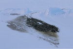 Emperor penguin. Colony viewed from Haswell Island. Haswell archipelago, near Mirny Station, Antarctica, July 2015. Image © Sergey Golubev by Sergey Golubev.