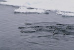 Emperor penguin. Adults and immatures swimming. Australian Antarctic Sector, November 1989. Image © Colin Miskelly by Colin Miskelly.