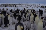 Emperor penguin. Colony. Gould Bay, Weddell Sea, November 2014. Image © Colin Miskelly by Colin Miskelly.