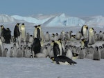 Emperor penguin. Adults and chicks in colony. Snow Hill Island, Antarctic Peninsula, October 2008. Image © Tony Crocker by Tony Crocker.