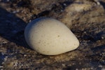 Emperor penguin. Abandoned egg. Gould Bay, Weddell Sea, November 2014. Image © Colin Miskelly by Colin Miskelly.