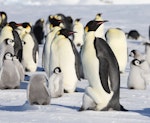 Emperor penguin. Adults and chicks in colony. Haswell archipelago, near Mirny Station, Antarctica, October 2015. Image © Sergey Golubev by Sergey Golubev.