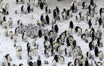 Emperor penguin. Adults and chicks in colony. Haswell archipelago, near Mirny Station, Antarctica, September 2015. Image © Sergey Golubev by Sergey Golubev.