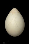 Emperor penguin. Egg 121.7 x 81.2 mm (NMNZ OR.009071, collected by Ron Balham). Cape Crozier, Ross Sea, Antarctica, September 1957. Image © Te Papa by Jean-Claude Stahl.