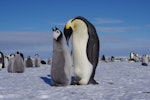 Emperor penguin. Chick begging. Gould Bay, Weddell Sea, November 2014. Image © Colin Miskelly by Colin Miskelly.