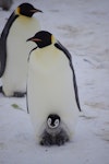 Emperor penguin. Chick being brooded. Gould Bay, Weddell Sea, November 2014. Image © Colin Miskelly by Colin Miskelly.