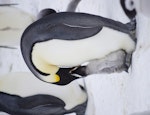 Emperor penguin. Chick being fed. Gould Bay, Weddell Sea, November 2014. Image © Colin Miskelly by Colin Miskelly.