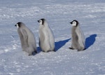 Emperor penguin. Three chicks. Gould Bay, Weddell Sea, November 2014. Image © Colin Miskelly by Colin Miskelly.