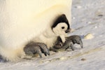 Emperor penguin. Chick being brooded by parent. Haswell archipelago, near Mirny Station, Antarctica, September 2012. Image © Sergey Golubev by Sergey Golubev.