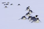 Emperor penguin. Adults tobogganning. Gould Bay, Weddell Sea, November 2014. Image © Colin Miskelly by Colin Miskelly.