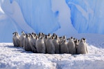 Emperor penguin. Group of chicks. Haswell archipelago, near Mirny Station, Antarctica, November 2012. Image © Sergey Golubev by Sergey Golubev.